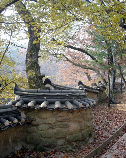 나무를 베지 않기 위해 돌려친 담장입니다. 이렇게 배려받은 나무는 참 행복할 것입니다. 